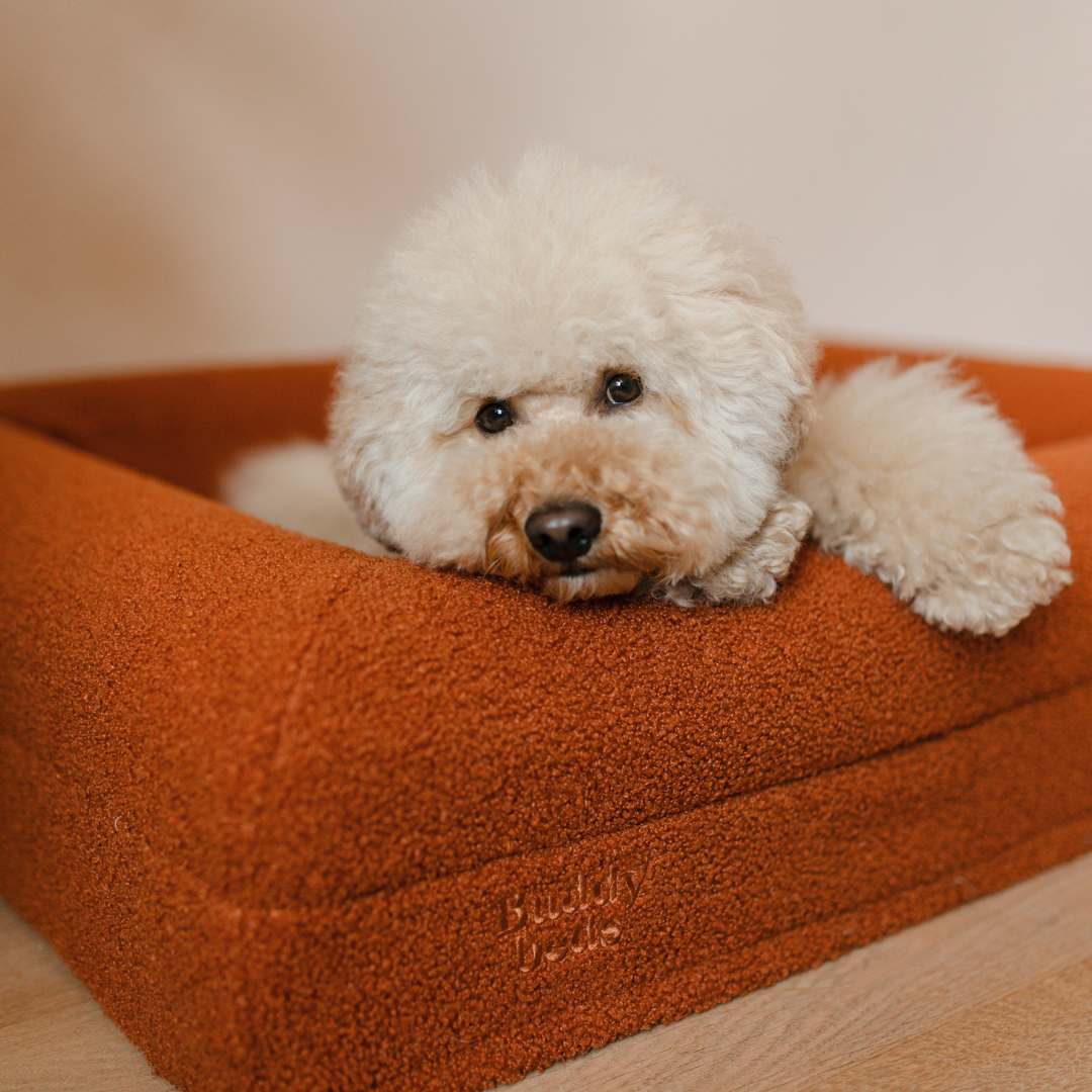 Buddy Beds