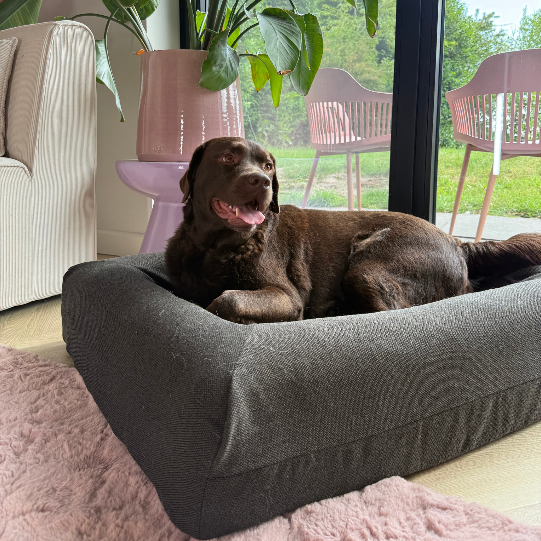 Buddy Beds