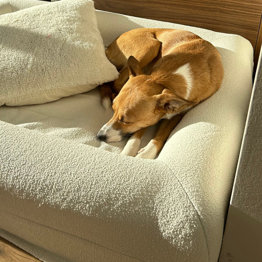 Buddy Beds