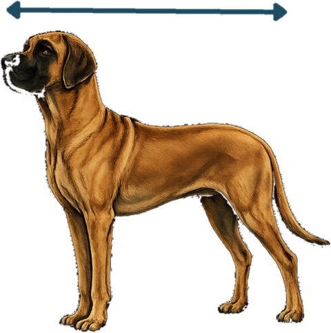 Meet je hond staand van neus tot aanzet van de staart