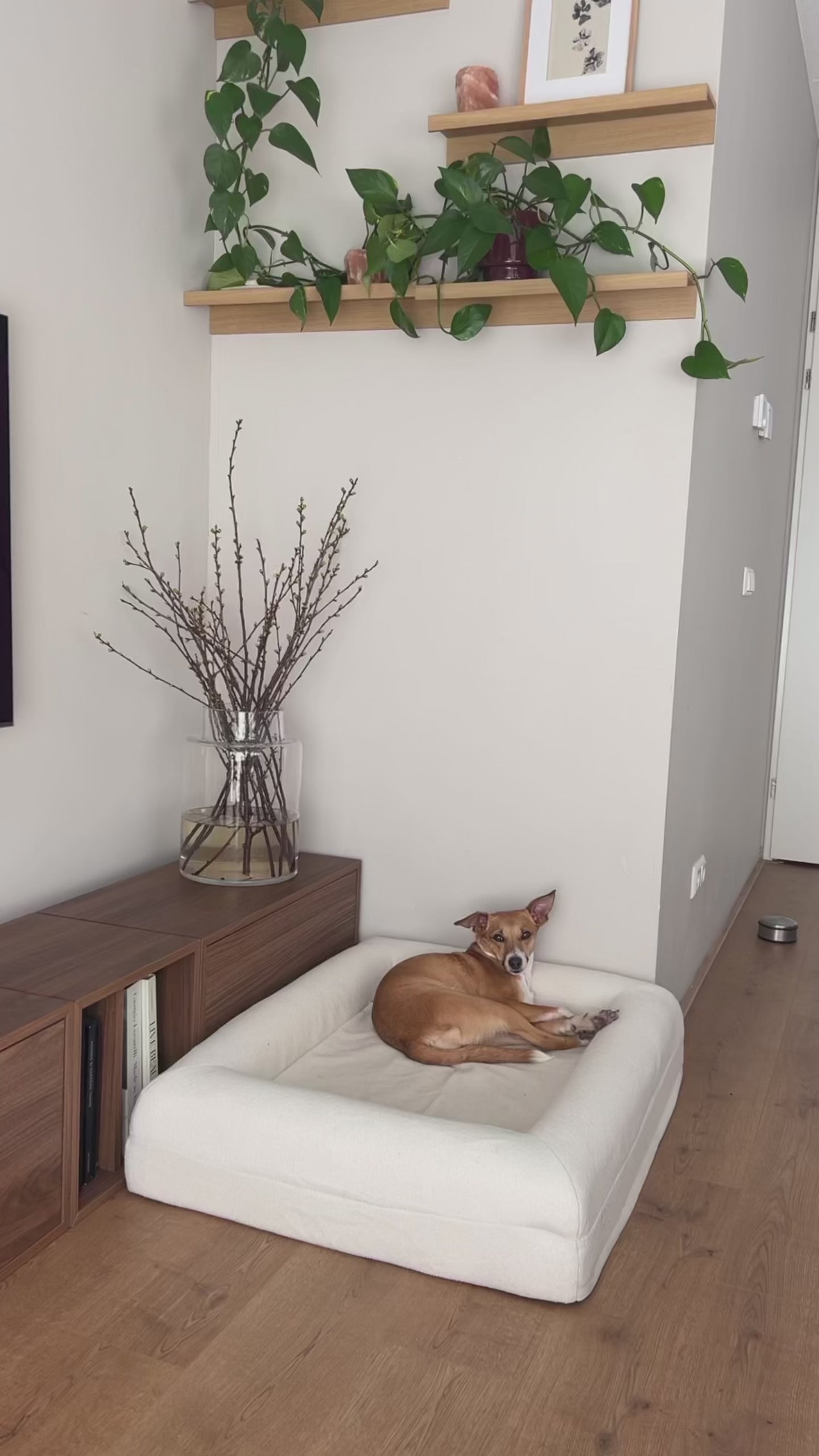Buddy Beds