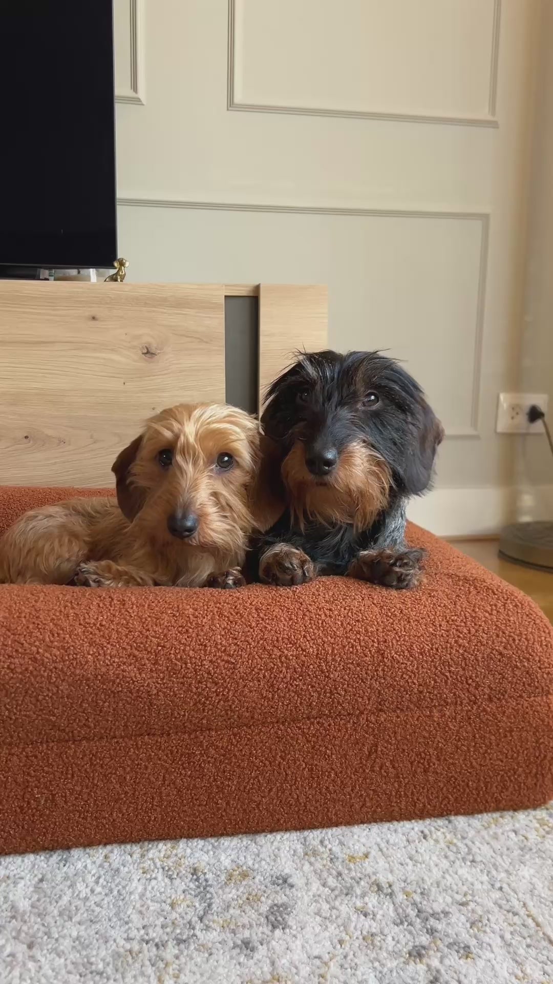 Buddy Beds